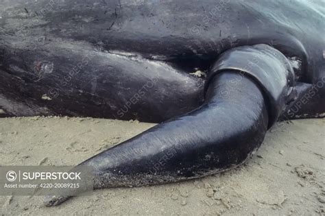 phallus de baleine|Blue whale penis